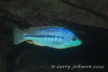 Protomelas spilopterus 'Luwala Reef'